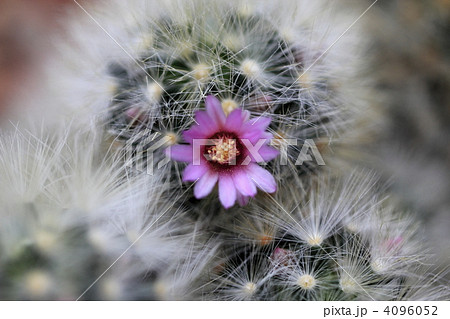 ラウイノビロ ラウイノビロ 4096052