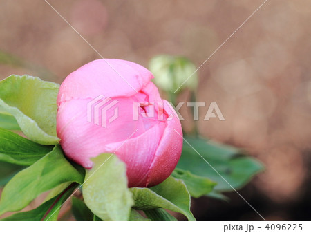 正月牡丹 4096225