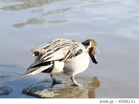 尾長鴨の♂ 4096231