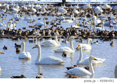 瓢湖の白鳥 4096491
