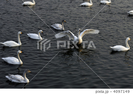 白鳥 白鳥 4097149