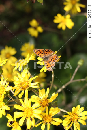 【キタテハとツワブキ】 4097211