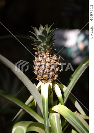 【パイナップル】 4097213