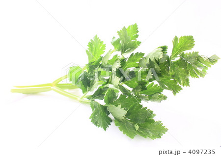 セロリ 4097235