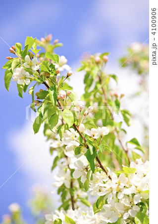 Blooming apple tree branches 4100906