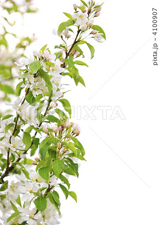 Blooming apple tree branch 4100907