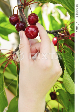 Hand picking cherries 4100940