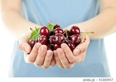 Hands holding bunch of cherries 4100947