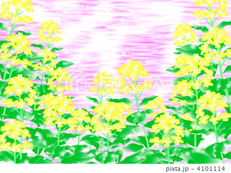 菜の花 菜の花 4101114