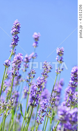 Lavender blooming in a garden Lavender blooming in a garden 4101206
