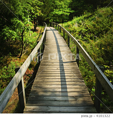 Wooden walkway through forest Wooden walkway through forest 4101322