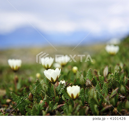 Alpine meadow in Jasper National Park Alpine meadow in Jasper National Park 4101426