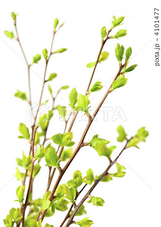 Branches with green spring leaves 4101477