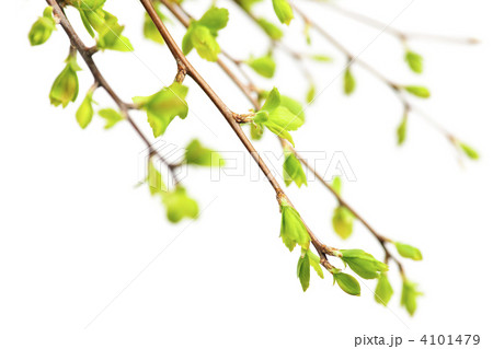 Branches with green spring leaves 4101479