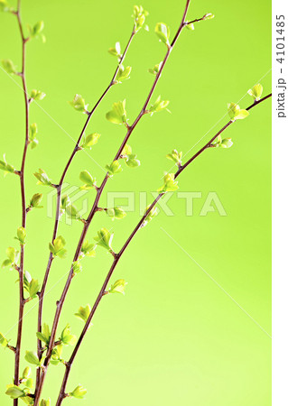 Branches with green spring leaves Branches with green spring leaves 4101485