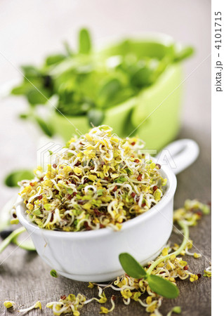 Sprouts in cups Sprouts in cups 4101715