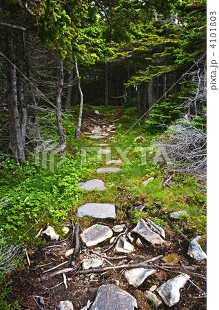 Forest path 4101803
