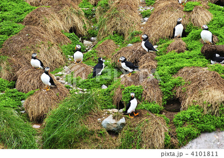 Puffins nesting in Newfoundland Puffins nesting in Newfoundland 4101811