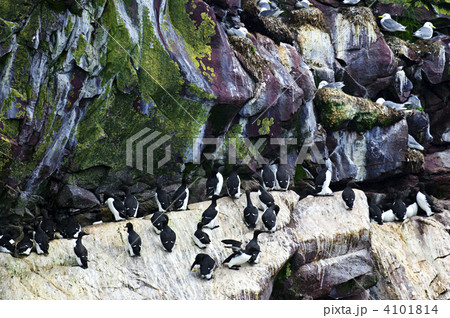 Birds at Cape St. Mary's Ecological Bird Sanctuary in Newfoundland 4101814