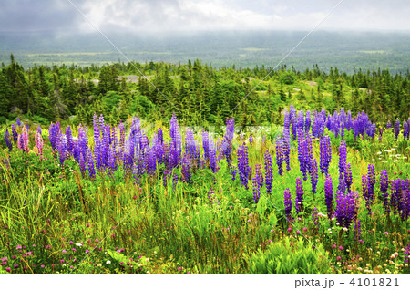 Purple and pink garden lupin flowers 4101821