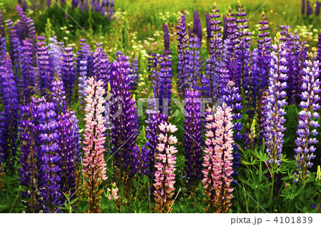 Purple and pink garden lupin flowers 4101839