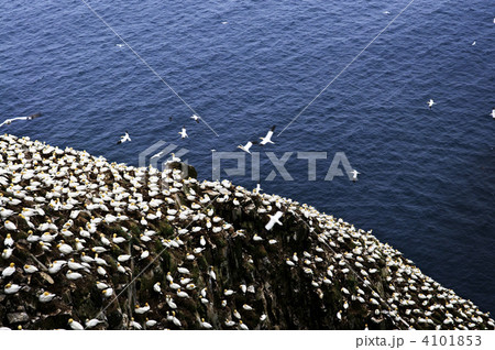 Gannets at Cape St. Mary's Ecological Bird Sanctuary 4101853