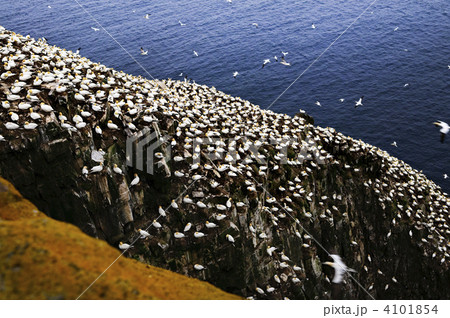 Gannets at Cape St. Mary's Ecological Bird Sanctuary 4101854