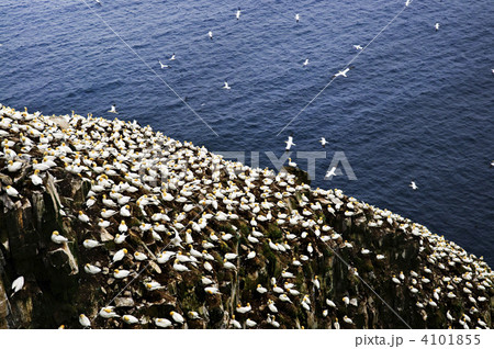 Gannets at Cape St. Mary's Ecological Bird Sanctuary 4101855