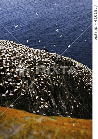 Gannets at Cape St. Mary's Ecological Bird Sanctuary 4101857