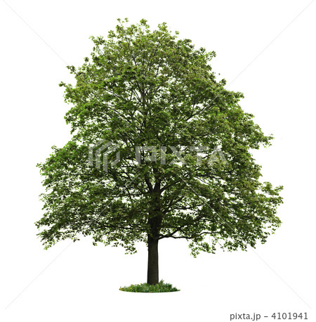Isolated mature maple tree 4101941