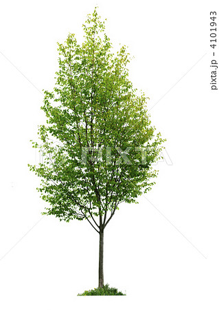 Isolated young tree 4101943