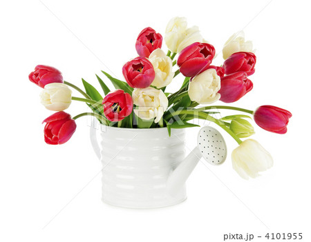 Red and white tulips 4101955