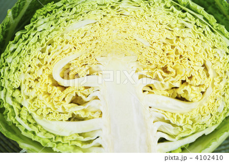 Closeup of half sliced cabbage head 4102410