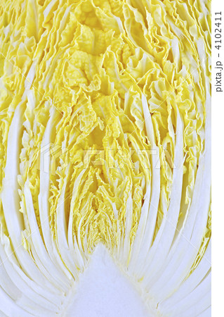 Closeup of half sliced chinese cabbage head 4102411