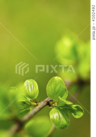 Green spring leaves Green spring leaves 4102492