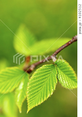 Green spring leaves 4102512
