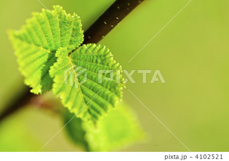 Green spring leaves 4102521