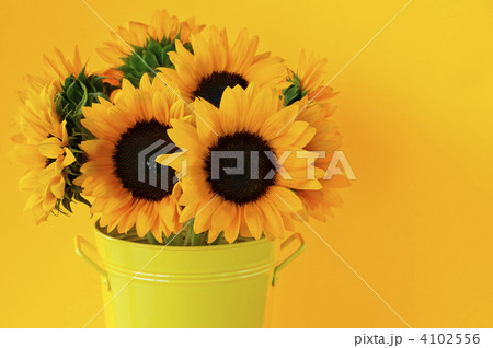 Sunflowers in vase 4102556