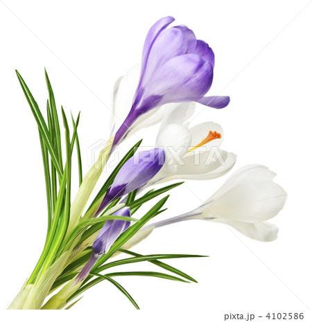 Spring crocus flowers 4102586