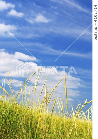 Tall grass on sand dunes 4102714