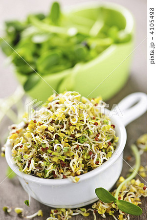 Sprouts in cups Sprouts in cups 4105498