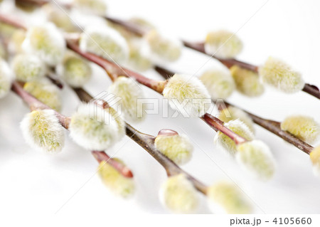 Spring pussy willows 4105660