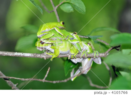モリアオガエル 4105766