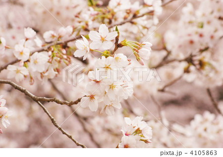 ソメイヨシノ ソメイヨシノ 4105863