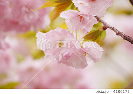 八重桜(福禄寿) 八重桜(福禄寿) 4106172