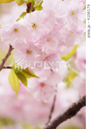 八重桜（福禄寿） 4106179