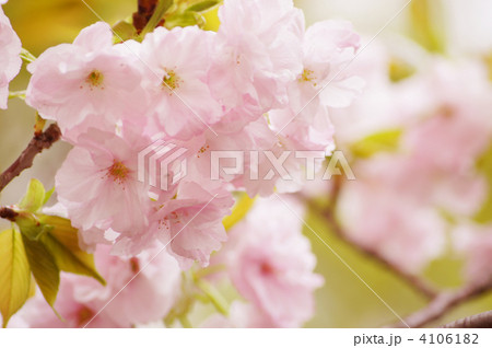 八重桜（福禄寿） 4106182