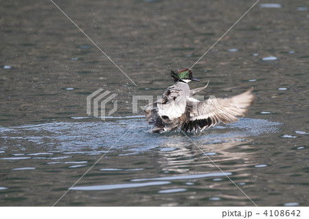 ヨシガモの水切り 4108642