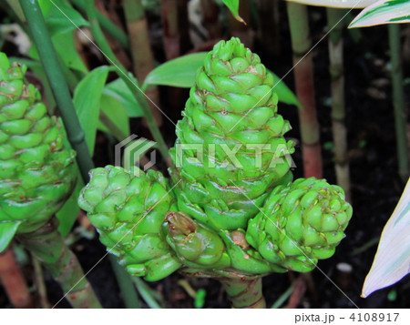 ジンジベル・スペクタビレ 4108917