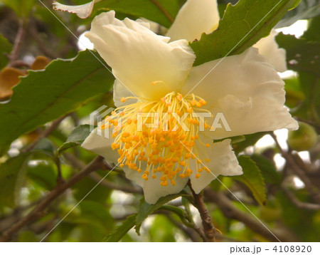 チャノキの花 4108920